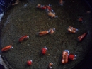 Пошаговое фото рецепта «Хе из рыбы»