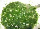 Пошаговое фото рецепта «Стручковая фасоль в маринаде»