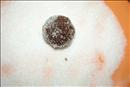 Пошаговое фото рецепта «Печенье Бьянко е неро»