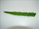 Пошаговое фото рецепта «Салат из редьки»