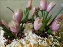 Пошаговое фото рецепта «Салат Цветы весны»