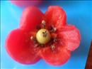 Пошаговое фото рецепта «Салат Красный цветок»
