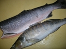 Пошаговое фото рецепта «Рыбка по-королевски»