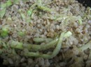 Пошаговое фото рецепта «Гречка с жареным луком и свежим огурцом»